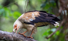 Palm-nut Vulture