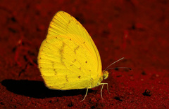 Broad-bordered Grass Yellow