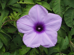 Mile-a-minute vine