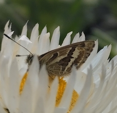 Harpendyreus aequatorialis