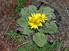 Haplocarpha rueppellii