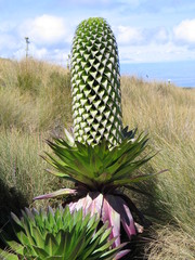Lobelia gregoriana