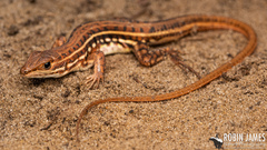 Speke’s sand lizard