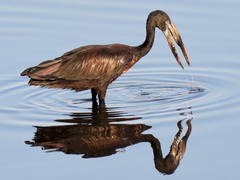 African Openbill