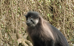 Ugandan grey-cheeked mangabey