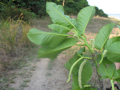 Iroko