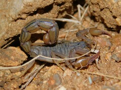 Hottentotta ugandaensis