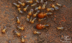 Macrotermes bellicosus