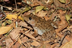 Crowned bullfrog