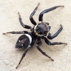 Adanson's House Jumper