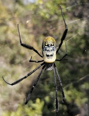 Hairy Golden Orb-weaving Spider