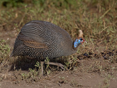 Helmeted Guineafowl