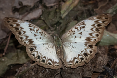 Common Glider