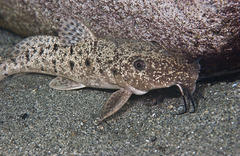 Giraffe catfish
