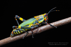 Variegated grasshopper