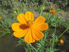 Yellow Cosmos