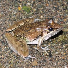 Sharp-nosed ridged frog