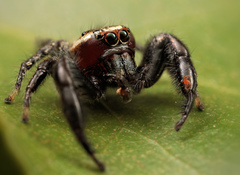 Kenyan Thyene Jumping Spider