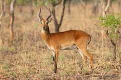 Kob