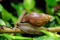 African Giant Snail