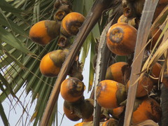 borassus palm