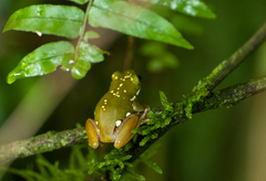 Mottle-sided Reed Frog
