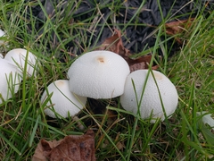 onion-stalk parasol