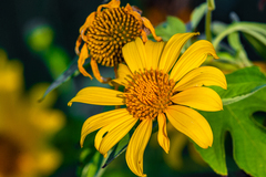 Mexican sunflower