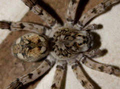 Ocyale Burrowing Wolf spider