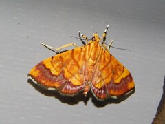 Cryptosara caritalis