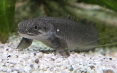 Senegal Bichir