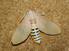 Balacra herona