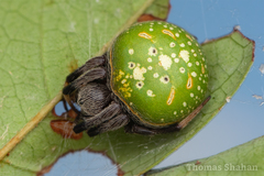 Green-pea Spider
