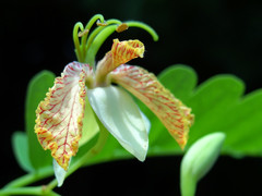 Tamarind