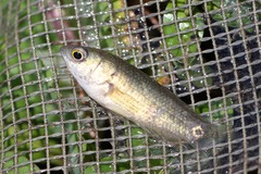 Ocellated labyrinth fish