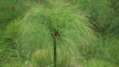 Papyrus sedge