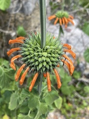 lion's ear