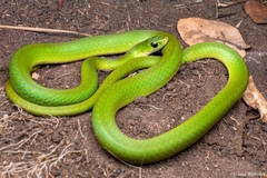 Green Water Snake