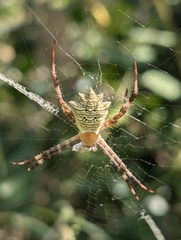Argiope flavipalpis