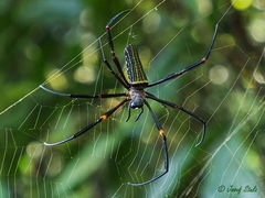 Nephila constricta