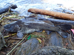 Semutundu