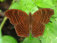 Gregori’s Brown Pansy