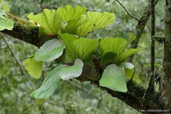 Angola staghorn fern