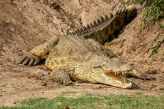 Nile Crocodile