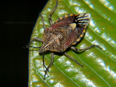 Sunflower Seed Bug