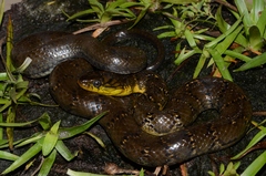 Smith's African Water Snake