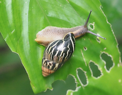 Limicolaria martensiana