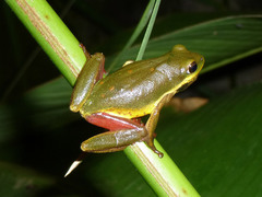 Common Reed Frog