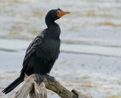 Reed Cormorant