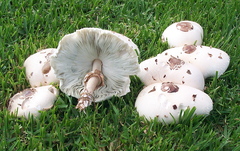 Green-spored Parasol